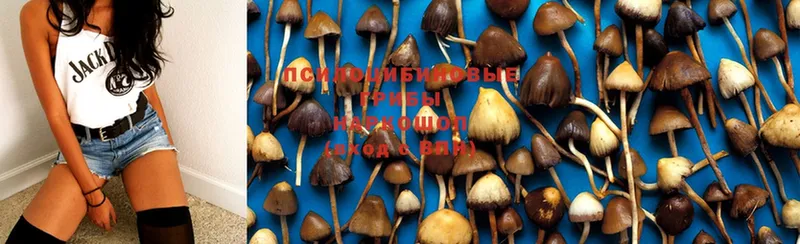 МЕГА tor  закладка  Камешково  Псилоцибиновые грибы Psilocybe 